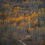 Šuma Pando, najveći živi organizam na svijetu