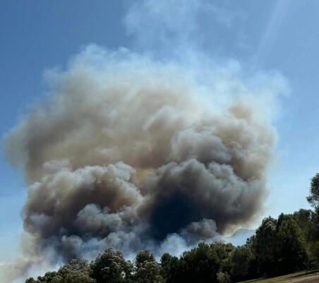 Požar na Skadarskom jezeru